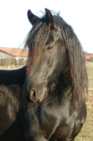 Frísák