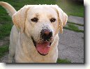 labradorsky-retrivr