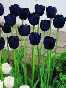 tulipán